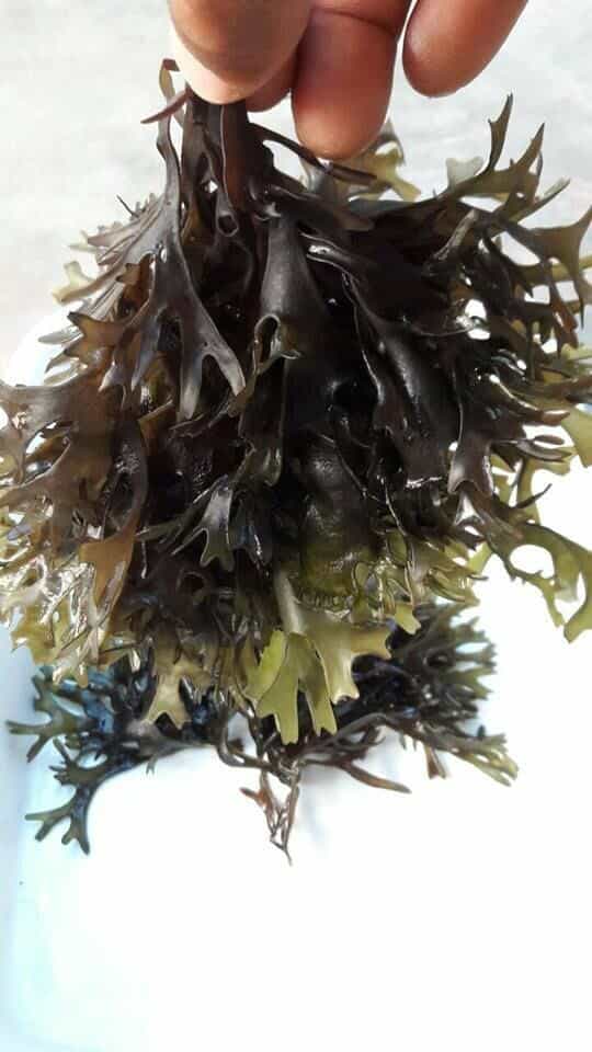 Algas marinas peruvian seaweed peruvian