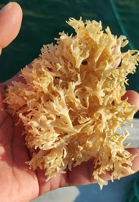 Irish Moss chondrus crispus golden purple from peru-WHolesale