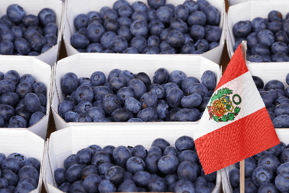 Blueberries Blueberry fresh from peru-Wholesale in Stock