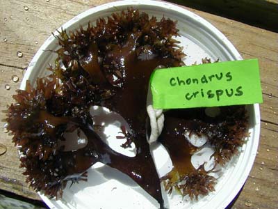 Irish sea moss chondrus crispus golden purple from peru-Wholesale in Stock