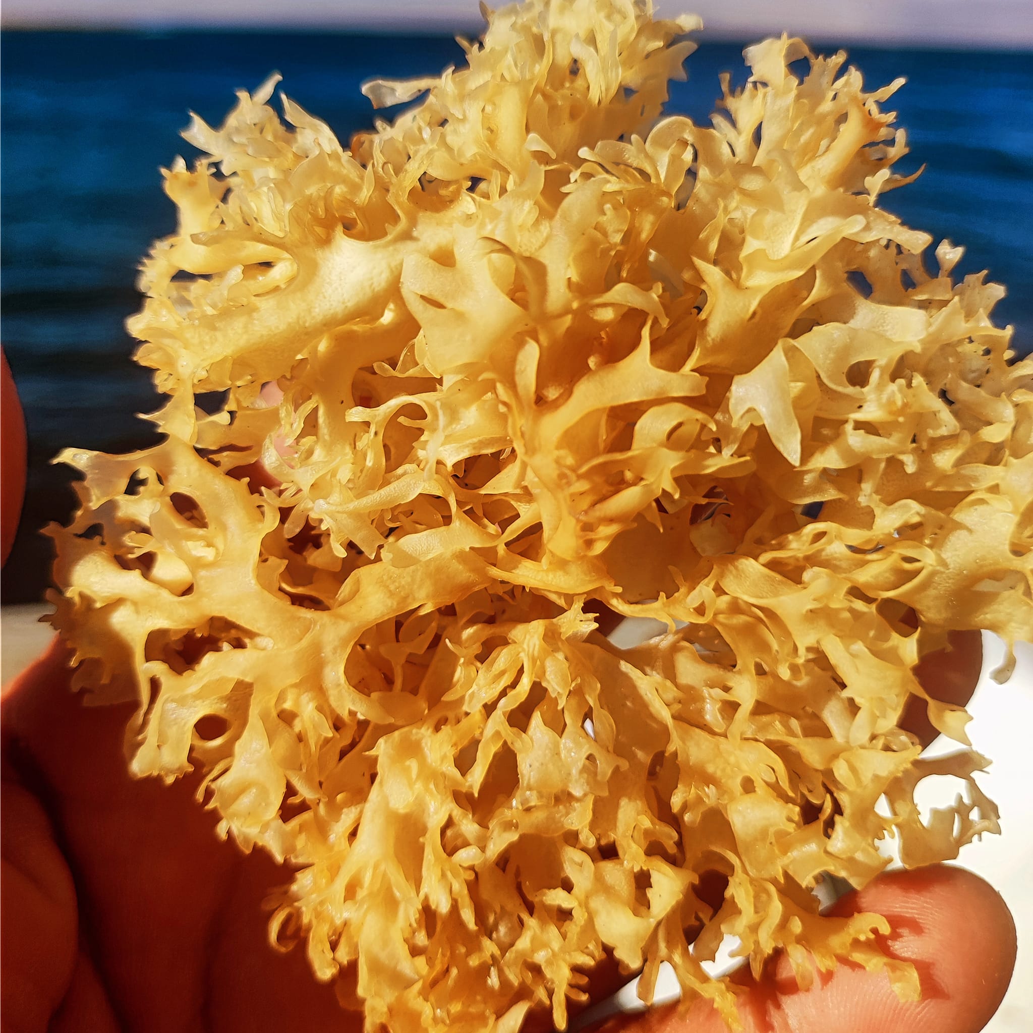 Irish Moss chondrus crispus purple golden from peru-Wholesale in Stock