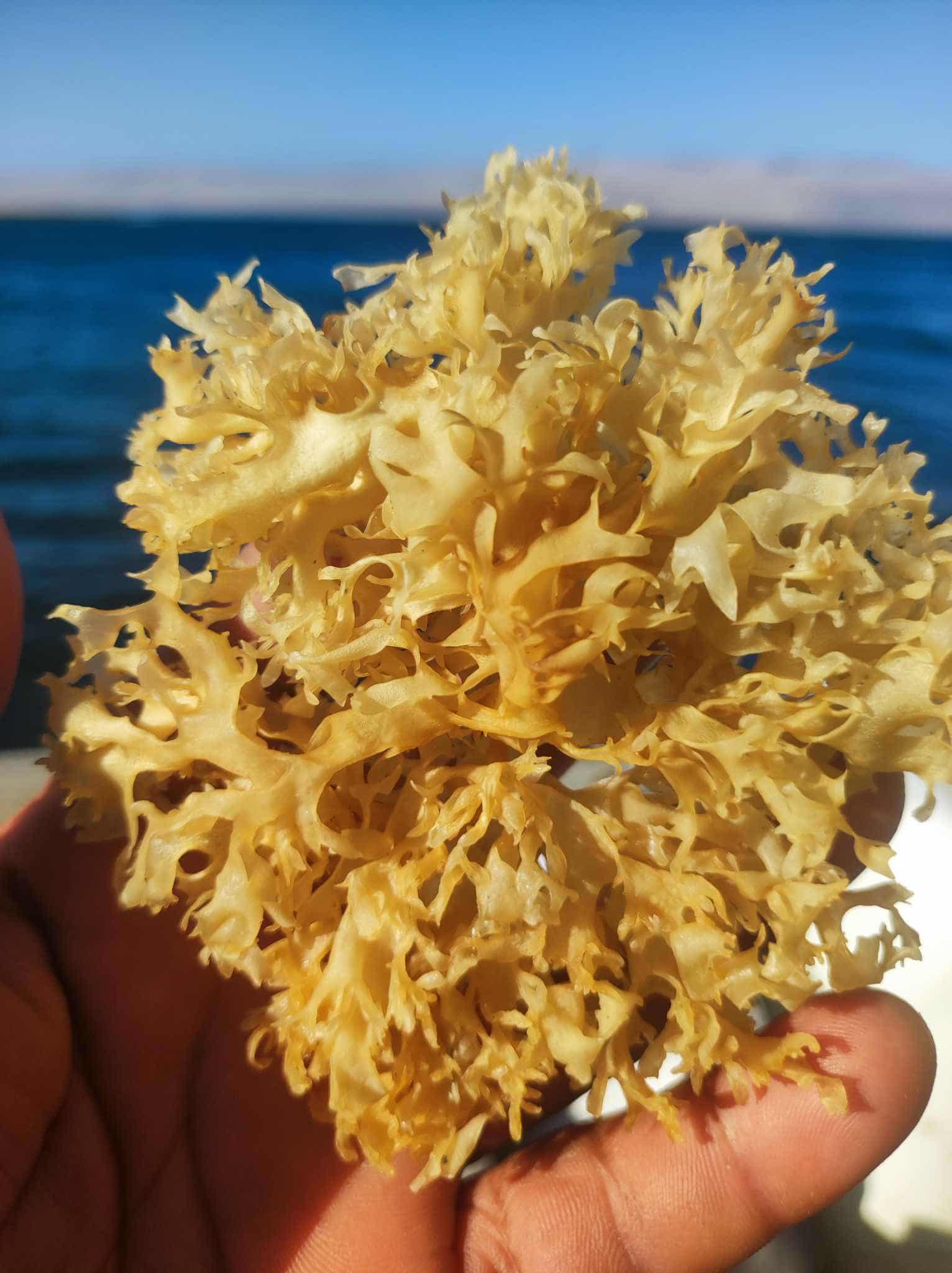 Irish Sea Moss chondrus crispus purple golden from peru-Wholesale in Stock