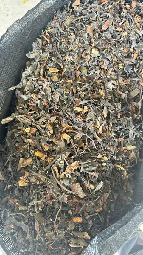 SEAWEED PERU EXPORT FROM PERU