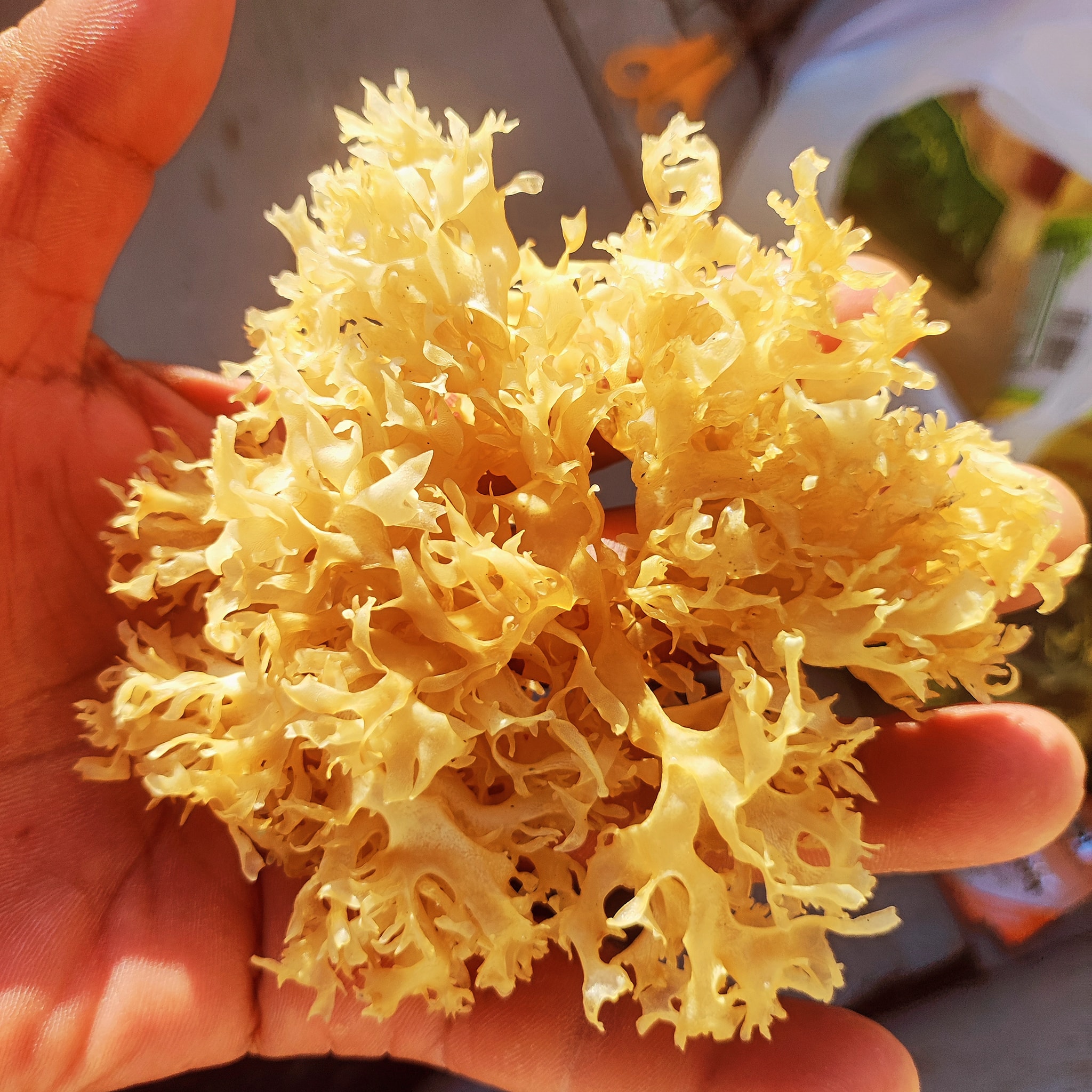Chondrus Crispus Irish Moss purple Gold from peru-Wholsale in Stock
