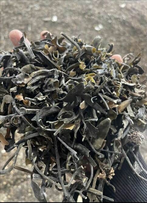 Macrocystis pyrifera Brown chopped from peru-Wolesale