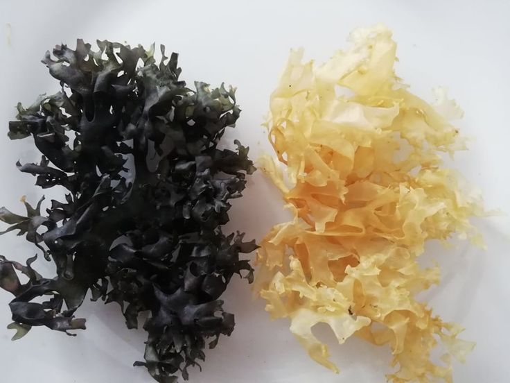 Irish Moss chondrus crispus Gold purple from peru-Wolesale In Stock
