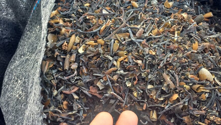 Macrocystis integrifolia brown chopped from peru