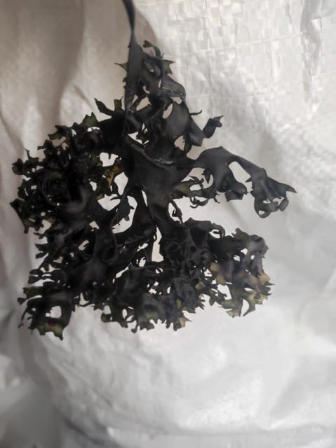 Chondrus Crispus Irish Moss Wildcrafted From Perú-Wholesale supply