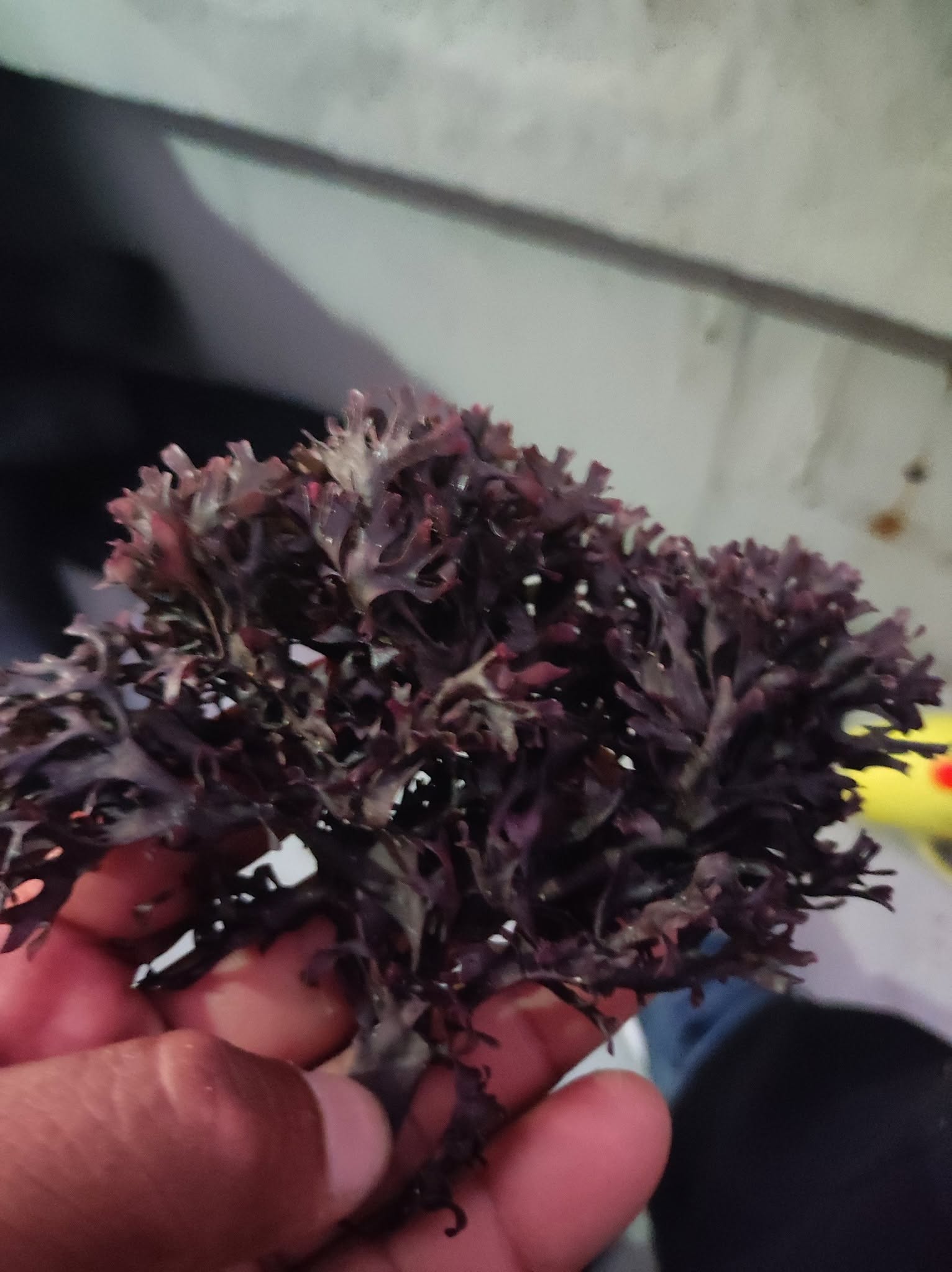Algae peru Seaweeds Wholesale Supply