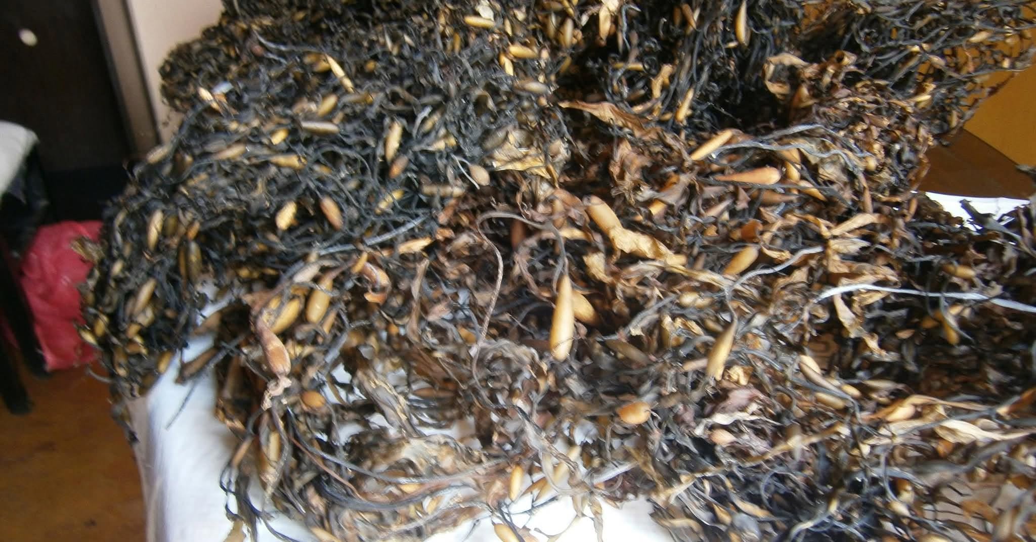 seaweed peru- Algae-Wholesale Supply