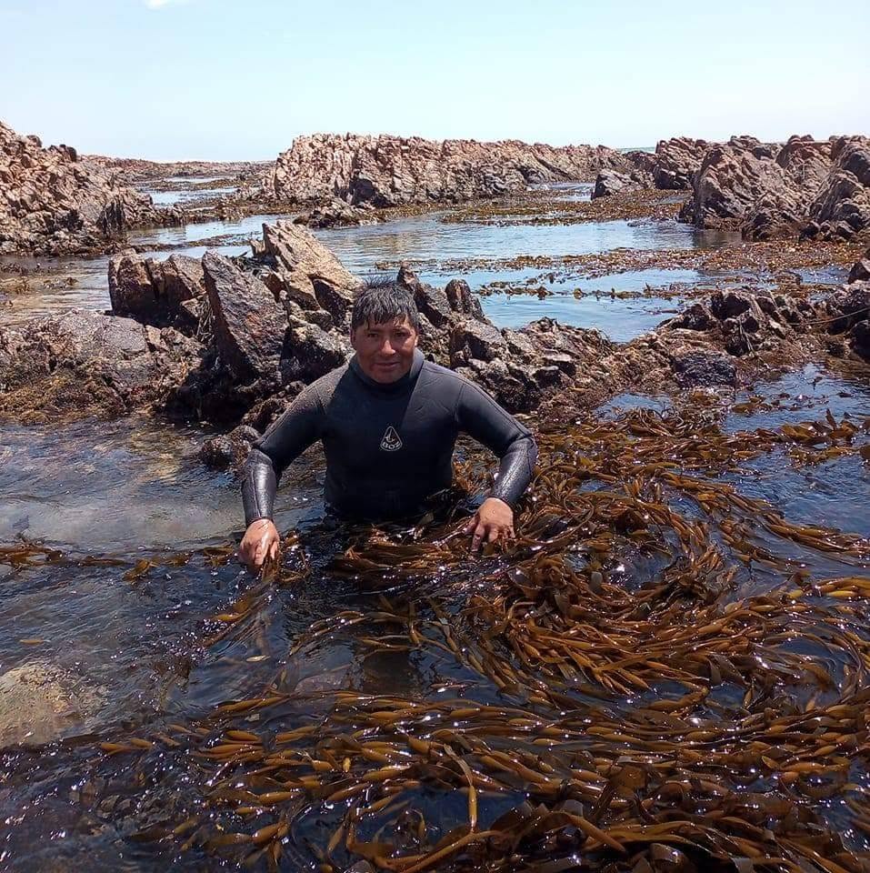 Algae peru Seaweeds Wholesale Supply