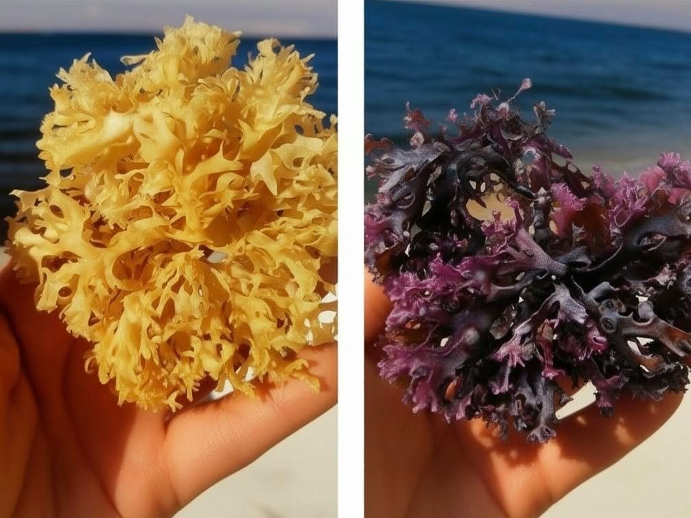 peruvian seaweed peru Algae-Wholesale Supply