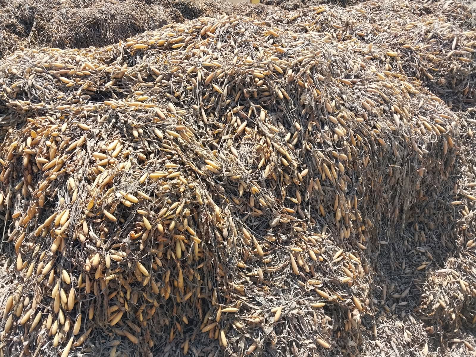 peruvian seaweed peru Algae-wholesale supply