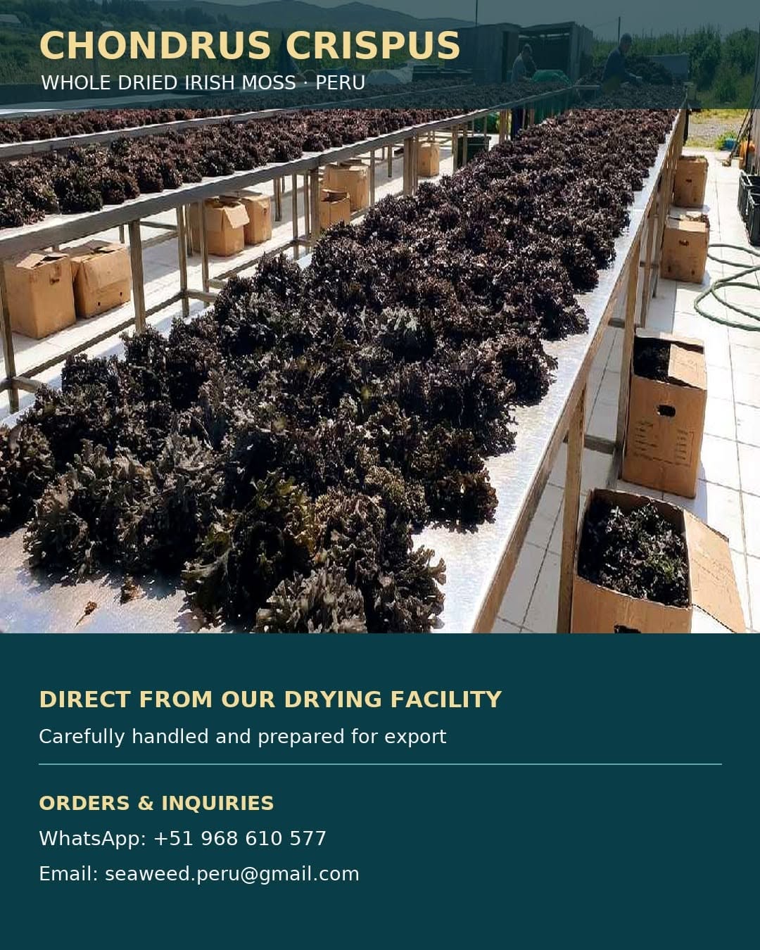 peruvian seaweed-Algae from peru-wholesale supply